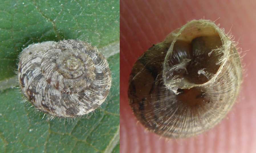 chiocciola a identificare